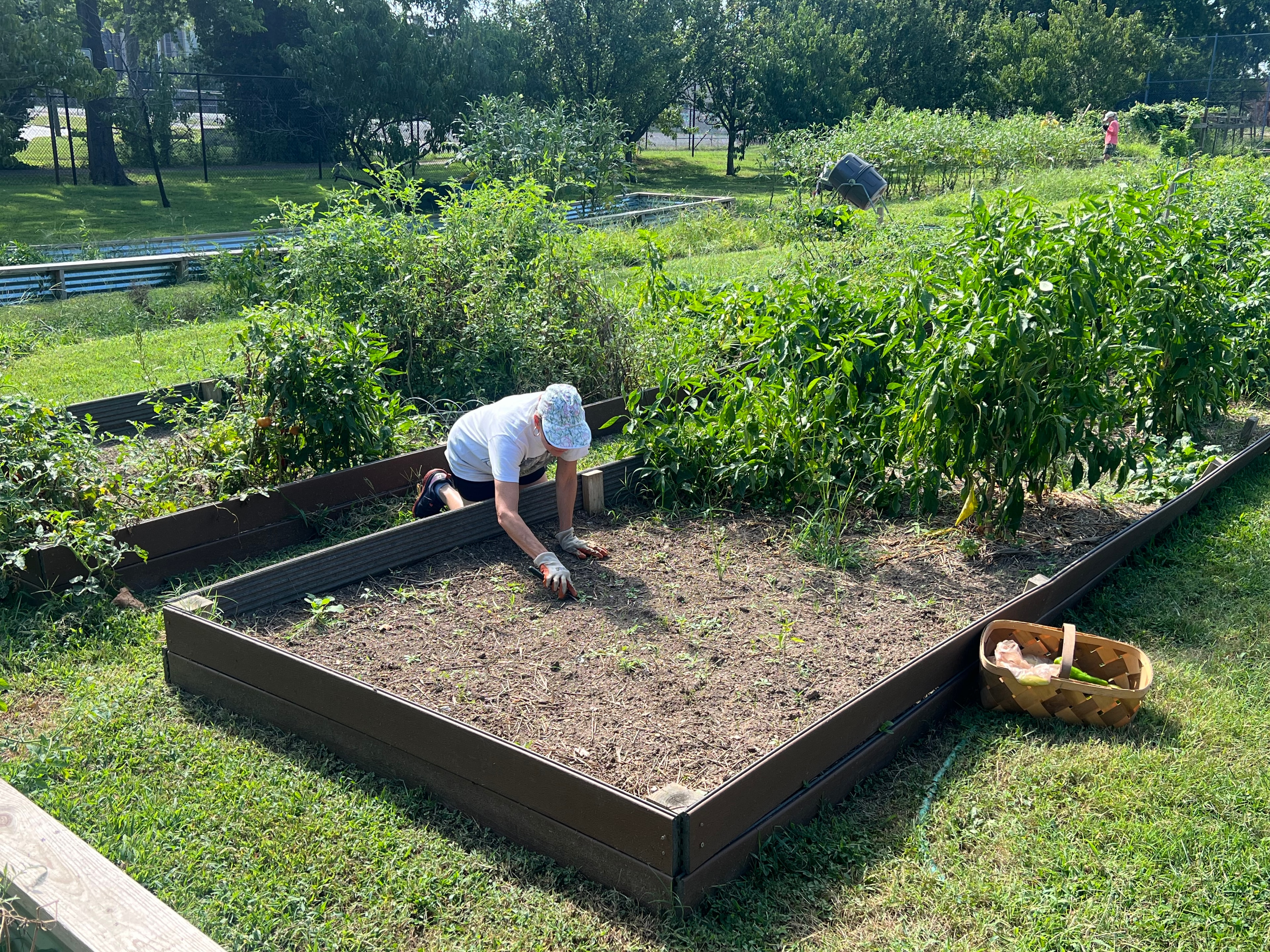 Gardener tending raised bed at Edgehill